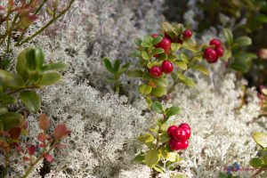 Beeren