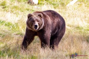 Orsa Raubtierpark – Bären hautnah erleben