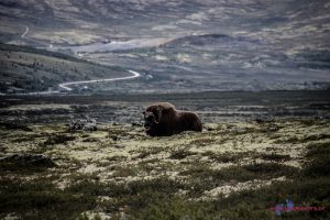 Urzeitliche Moschusochsen auf dem Dovrefjell