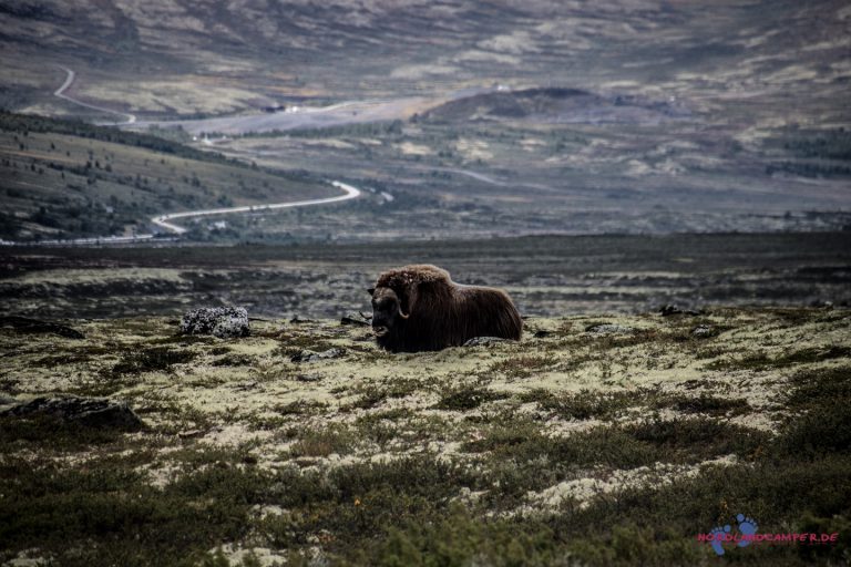 Read more about the article Urzeitliche Moschusochsen auf dem Dovrefjell