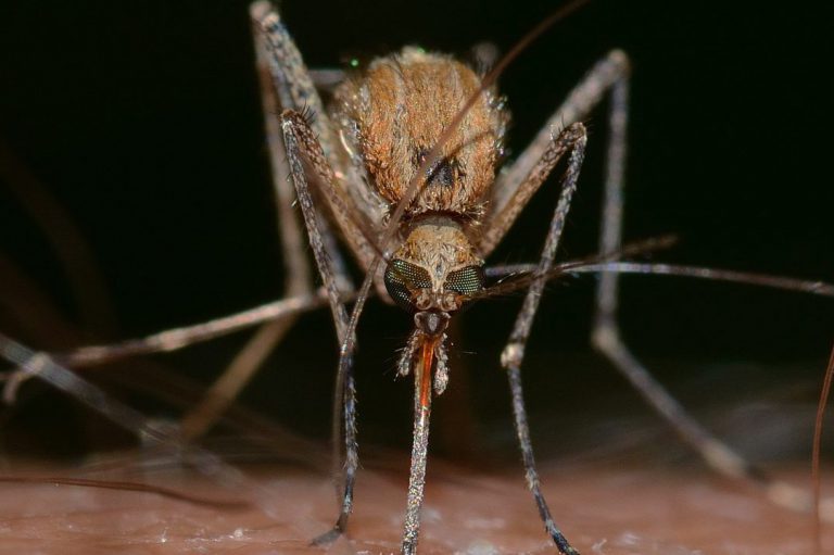 Mehr über den Artikel erfahren Schutz vor Insektenstichen
