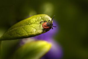 Mehr über den Artikel erfahren FSME in Skandinavien – wie Du Dich effektiv schützt