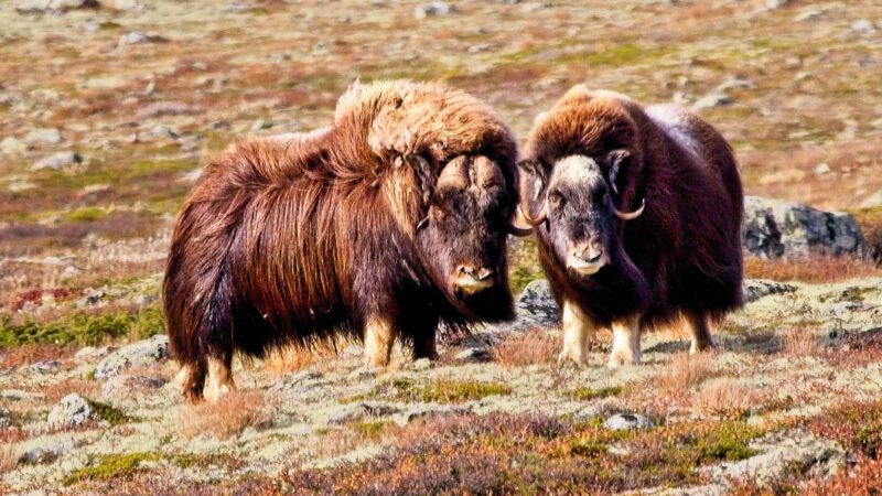 Moschusochsen im Dovrefjell: Unsere Wanderung ab Kongsvoll