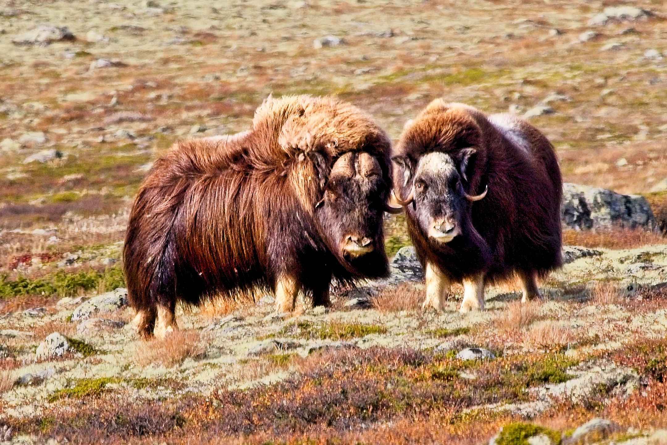 Mehr über den Artikel erfahren Moschusochsen im Dovrefjäll – Auge in Auge mit den stoischen Riesen