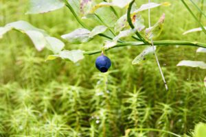 Mehr über den Artikel erfahren Fuchsbandwurm beim Beerensammeln in Skandinavien: Ist das Risiko wirklich so groß? Tipps für sicheres Wildbeerensammeln