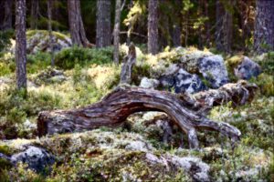 Mehr über den Artikel erfahren Hamra Nationalpark – bärenreicher Urwald und Moorlandschaften in Mittelschweden