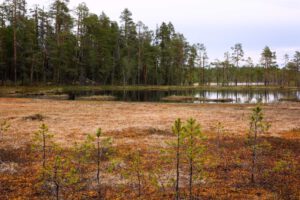 Mehr über den Artikel erfahren Hamra Nationalpark: Wandern zwischen Urwald und Moor