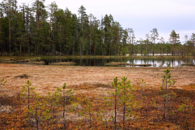 Mehr über den Artikel erfahren Hamra Nationalpark: Wandern zwischen Urwald und Moor