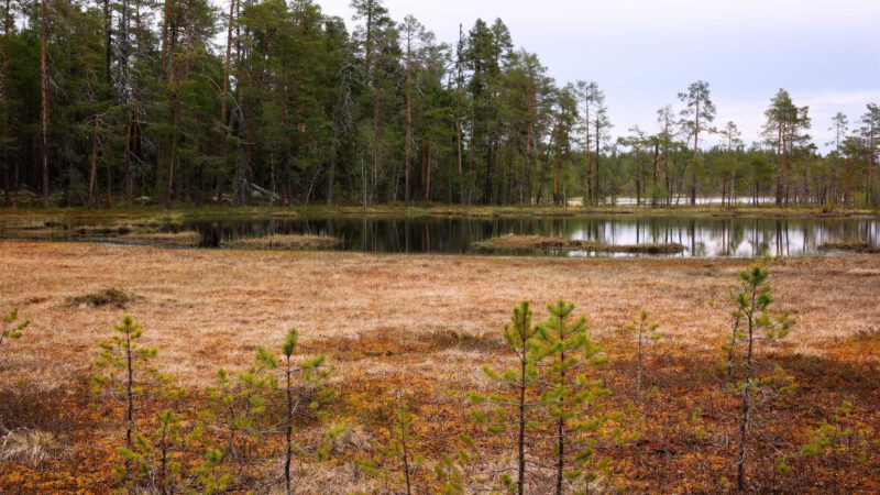 Hamra Nationalpark: Wandern zwischen Urwald und Moor