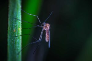 Mehr über den Artikel erfahren Schutz vor Insektenstichen