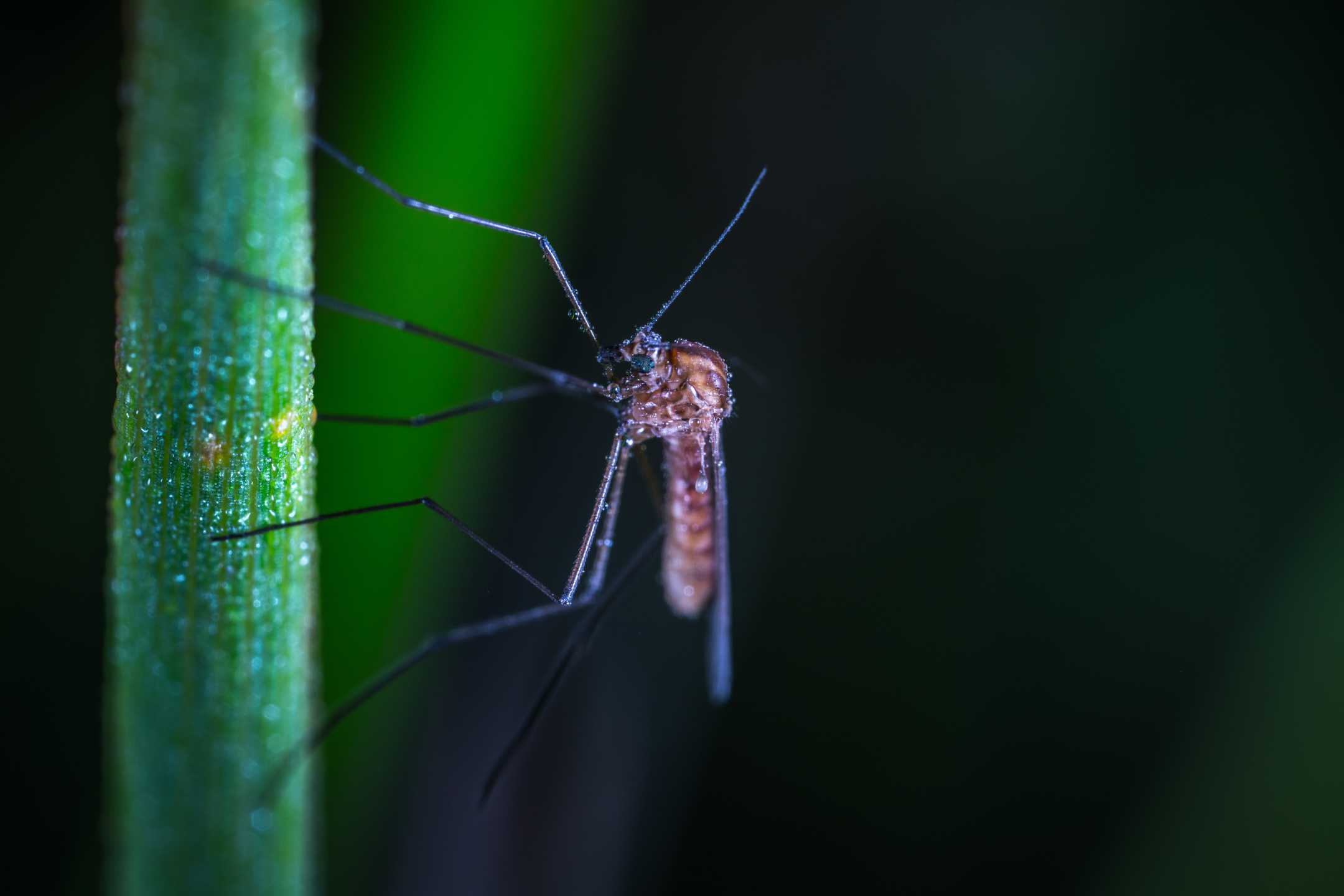 Schutz vor Insektenstichen