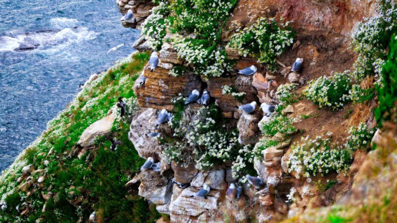Rundwanderung auf Ekkerøy in Nordnorwegen: Vogelklippen, arktische Weite und wilde Küstenlandschaft