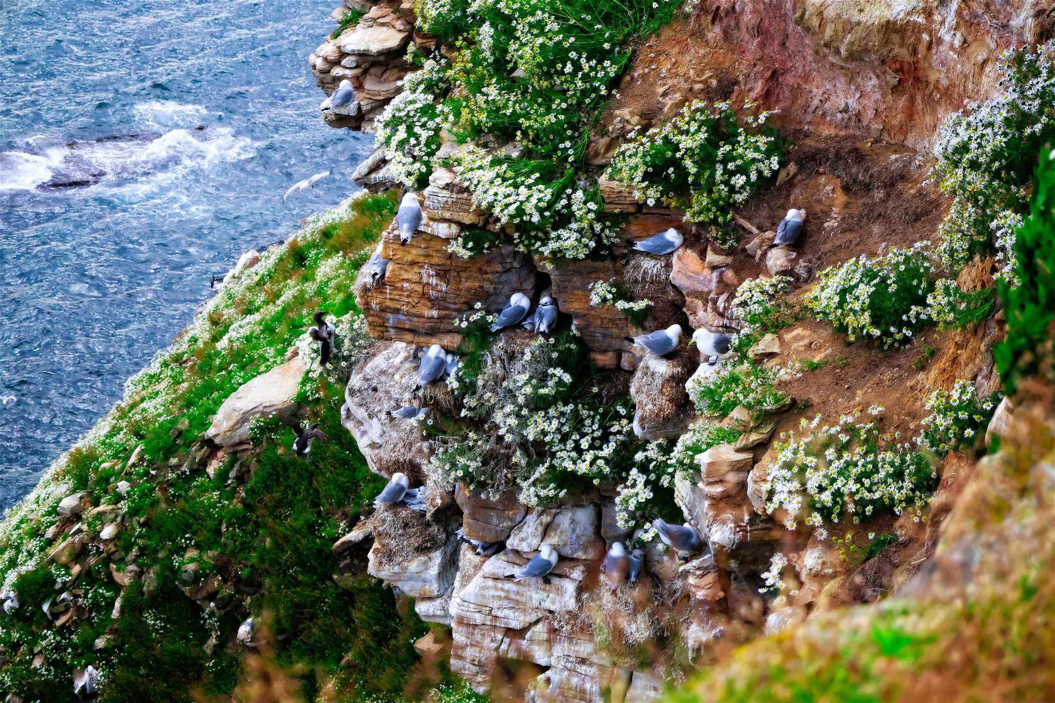 Rundwanderung auf Ekkerøy in Nordnorwegen: Vogelklippen, arktische Weite und wilde Küstenlandschaft