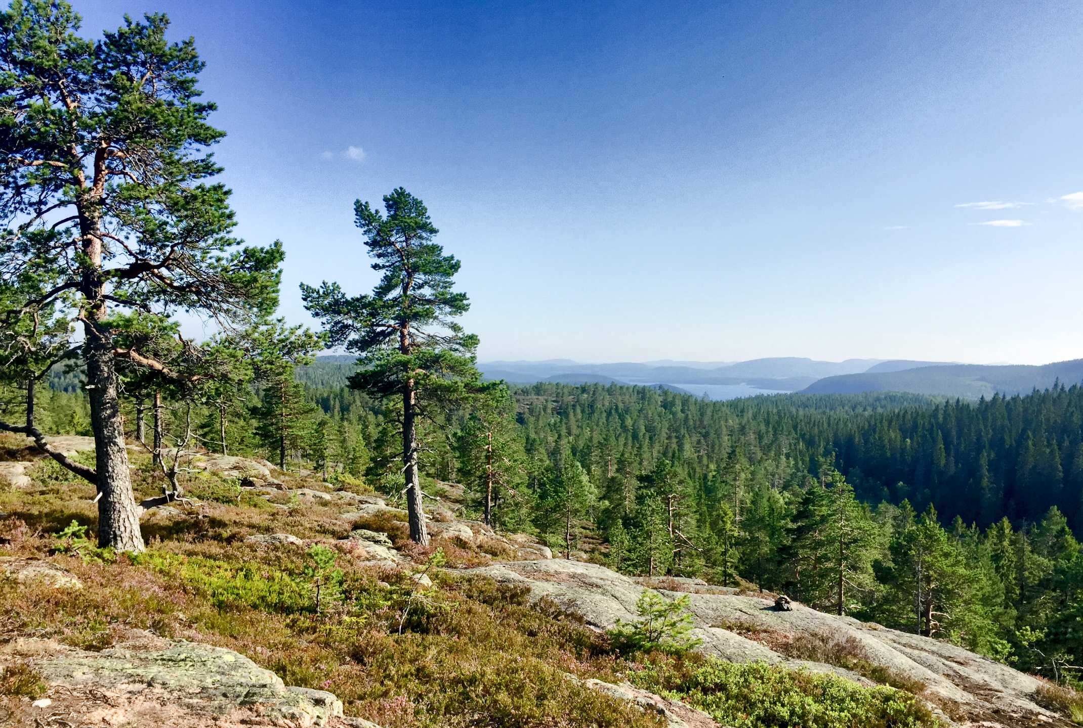 Skuleskogen: Kurze Wanderung zum Aussichtspunkt Nylandsruten