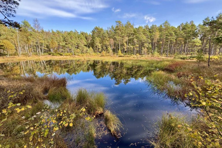 Mehr über den Artikel erfahren Store Mosse Nationalpark: Wandern durch Schwedens Moorlandschaft