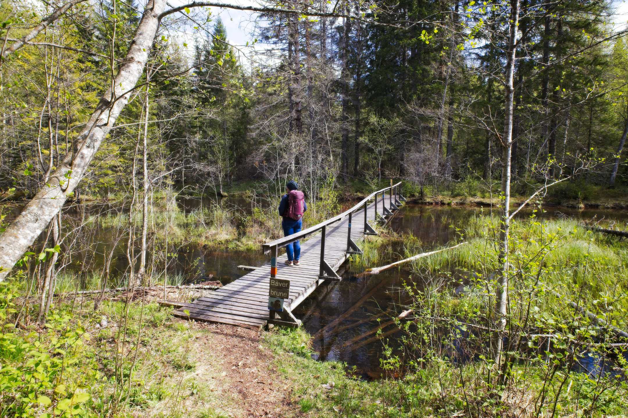 Alderängarna Naturreservat: Wanderung nach Laxholmen