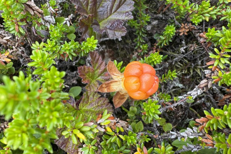 Mehr über den Artikel erfahren Moltebeeren in Norwegen: Pflücken, erkennen & Marmelade kochen