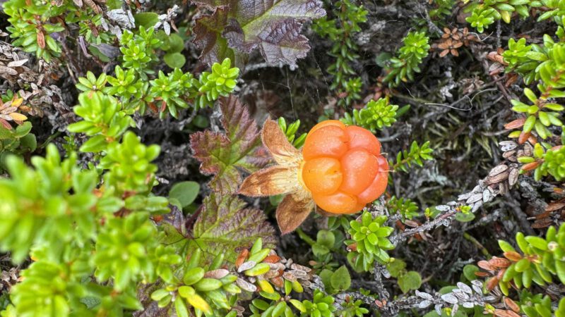 Moltebeeren in Norwegen: Pflücken, erkennen & Marmelade kochen