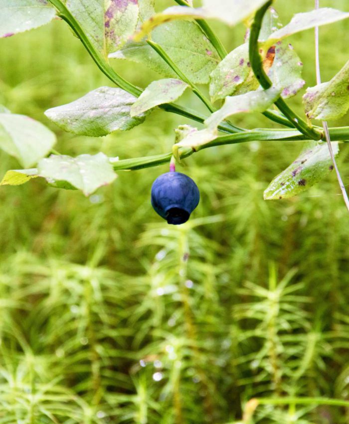 Fuchsbandwurm beim Beerensammeln in Skandinavien: Ist das Risiko wirklich so groß? Tipps für sicheres Wildbeerensammeln