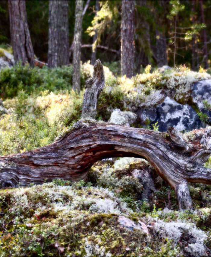 Hamra Nationalpark – bärenreicher Urwald und Moorlandschaften in Mittelschweden