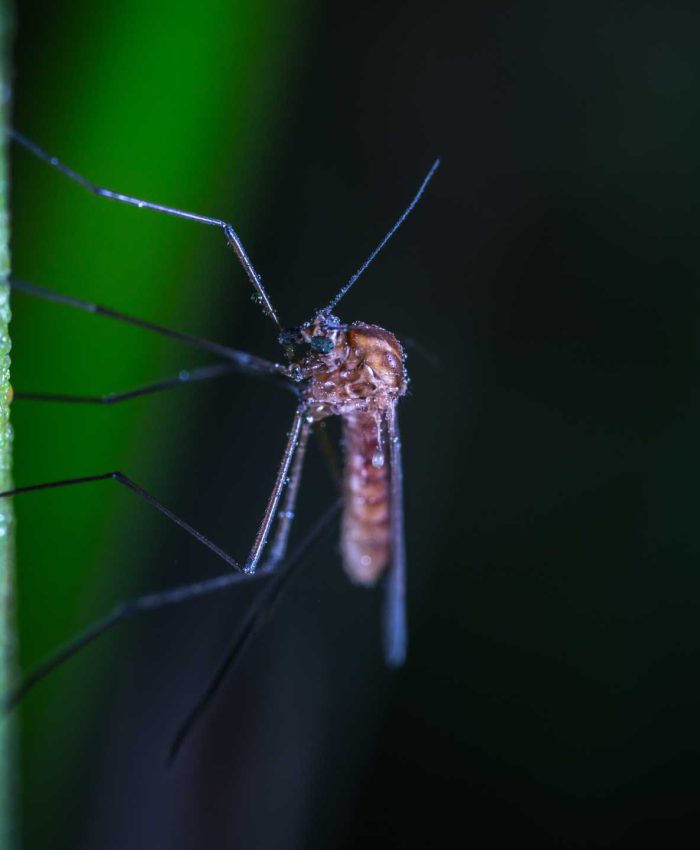 Schutz vor Insektenstichen