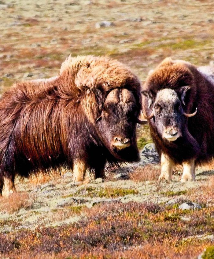 Moschusochsen im Dovrefjäll – Auge in Auge mit den stoischen Riesen