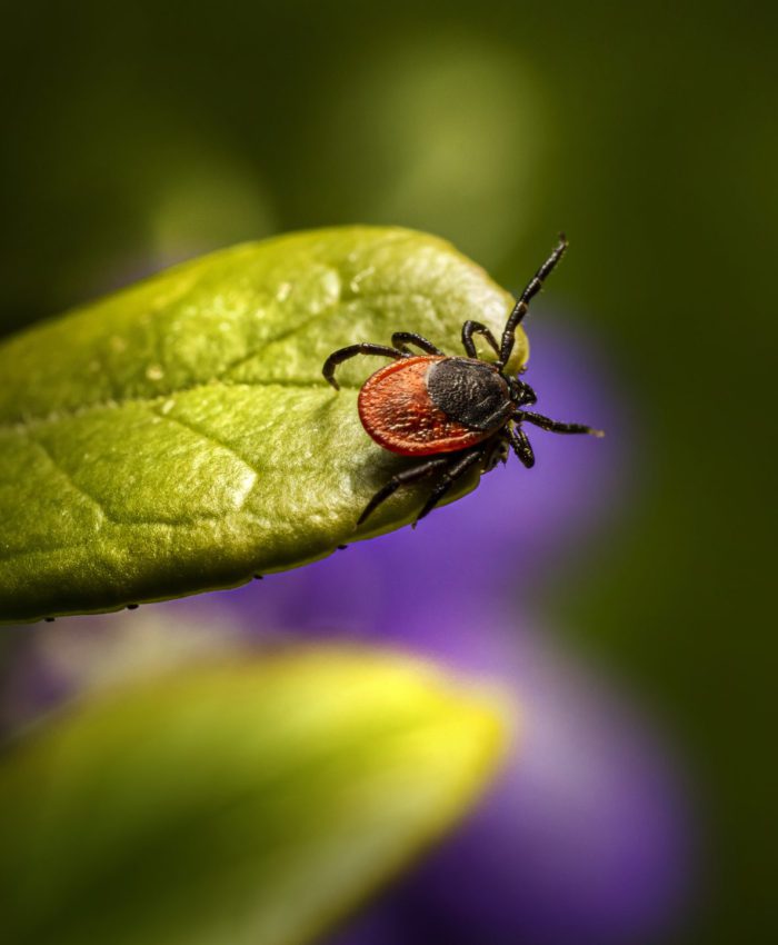 FSME in Skandinavien – wie Du Dich effektiv schützt